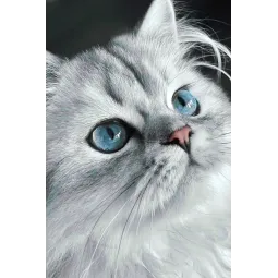 Cat eyes 20*30 cm WD3003