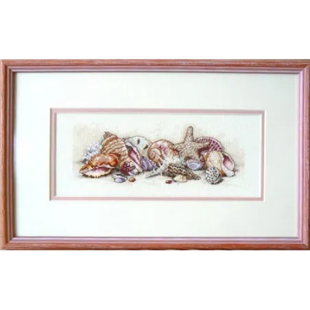 Trésors de coquillages D65035