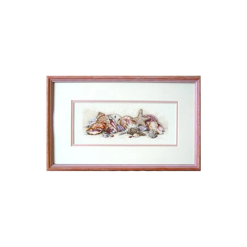 Trésors de coquillages D65035