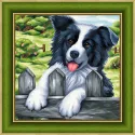 Diamant-Malerei-Set „Border Collie 25 x 25 cm“ AM1609