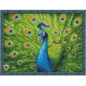 Deimantų tapybos rinkinys Beautiful Peacock 40x30 cm AM1801