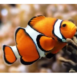 Diamond Painting kit "Clown Fish" 20х18 cm AM1061