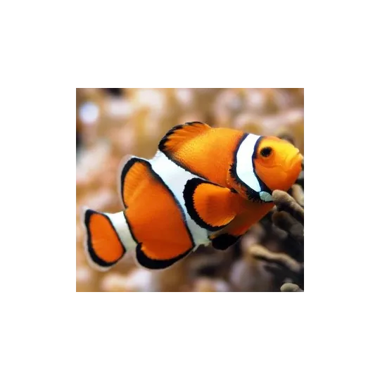 Diamond Painting kit "Clown Fish" 20х18 cm AM1061