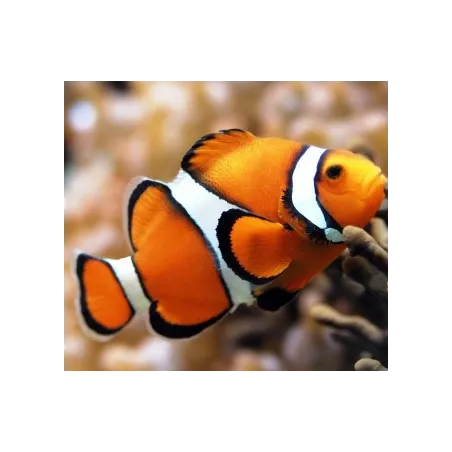 Diamond Painting kit "Clown Fish" 20х18 cm AM1061