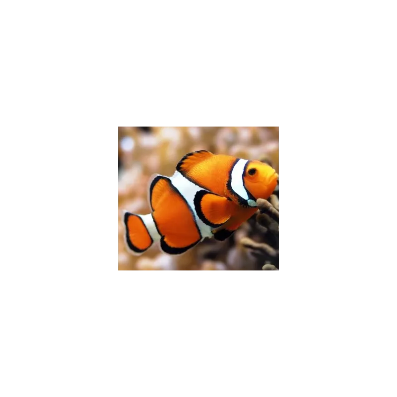 Diamond Painting kit "Clown Fish" 20х18 cm AM1061