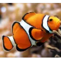 Diamond Painting kit "Clown Fish" 20х18 cm AM1061