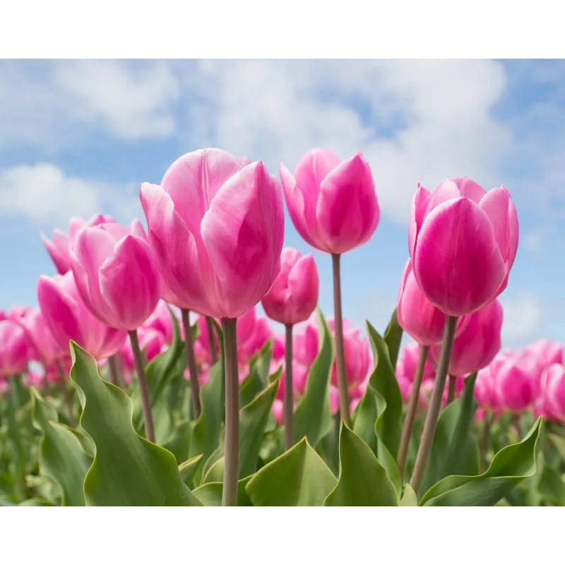 (VERKAUF) (Eingestellt) Himmel und Tulpen 48*38 cm WD2301