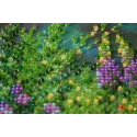 Mini Bead embroidery kit Wild field 15x15 cm AM-172