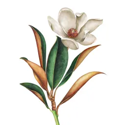 (D) Magnolia 30*40 WD3017