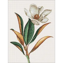 (D) Magnolia 30*40 WD3017