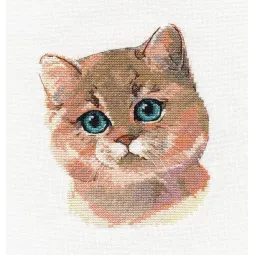 Британская короткошерстная S1326