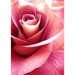 (D) Pink Rose 27 х 38 cm WD019