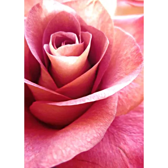 (D) Pink Rose 27 х 38 cm WD019