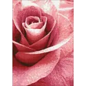 (D) Pink Rose 27 х 38 cm WD019