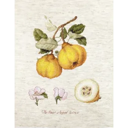 La Coing en forme de poire SBA22430