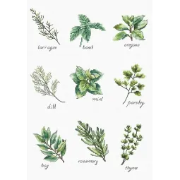 Gewürze und Kräuter SB2345