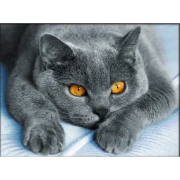 Affectionate briton 40х30 cm AZ-1857