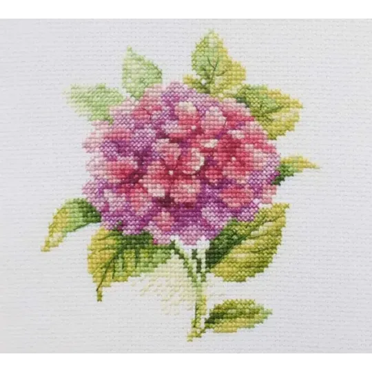 Hydrangea S0-137