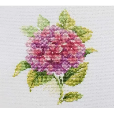 Hydrangea S0-137