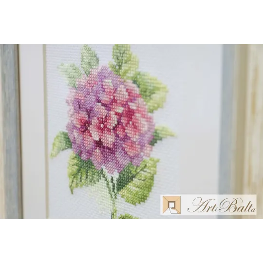 Hydrangea S0-137