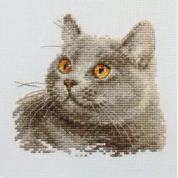 Britische Katze S0-134