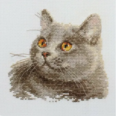 Britische Katze S0-134