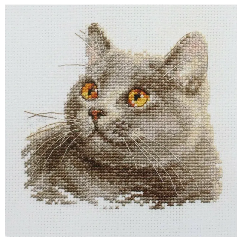 Britische Katze S0-134