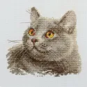 Britische Katze S0-134