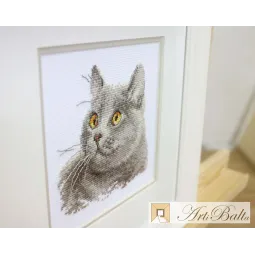 Британский кот S0-134