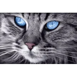 (D) Chat aux yeux bleus 30*20 cm WD2517