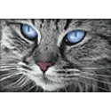 (D) Blauäugige Katze 30*20 cm WD2517
