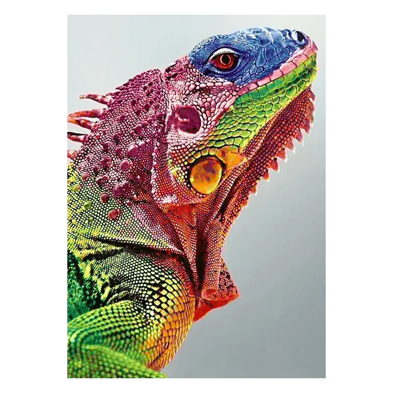 Iguana 27*38 cm WD065 (D)