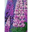 Kit de broderie de perles principal "Clair de Lune" 24x37 cm AAB-952