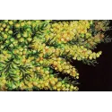 Cross stitch kit "Spring mimosa" 18x27 cm SNV-950