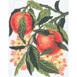 Printed Canvas 14x18 Oranges CDA3163