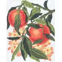 Печатный холст 14x18 Апельсины CDA3163