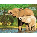 Printed Canvas 50x40 Elephants CDA11878