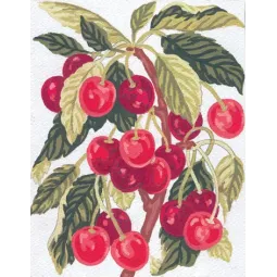 Printed Canvas 14x18 Cherries CDA3164
