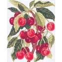 Toile imprimée 14x18 Cerises CDA3164