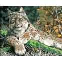 Spausdinta drobė 50x40 Lynx CDA11882
