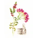 Cross-stitch kit "Bloomy herbs" M777