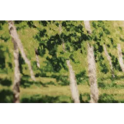 Набор для вышивания крестиком «Березовая роща» 70x40 см S/MK113