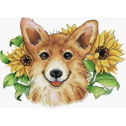 Corgi ensoleillé SM-503
