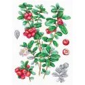 Kit de point de croix "Canneberge" 29*20 cm SNV-928