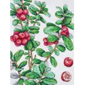 Kryželiu siuvinėjimo rinkinys "Spanguolė" 29*20 cm SNV-928