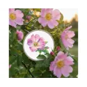 Kit de point de croix "Rose sauvage" 7,5*9 cm RTOEH383