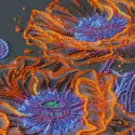 Hauptperlenstickset "Neon-Mohn" 26 x 53 cm AAB-982