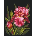 Velvet Iris SANB-15