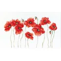 Coquelicots SB2223