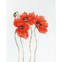 Coquelicots SB2224